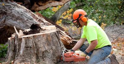 stump removal in Madison, WI