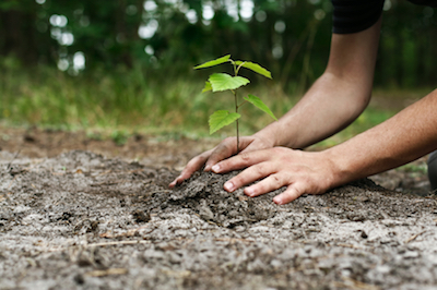 tree planting in Madison, WI
