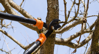 Madison tree pruning