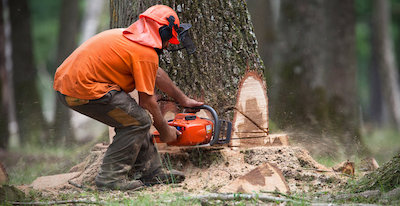 tree removal in Madison, WI