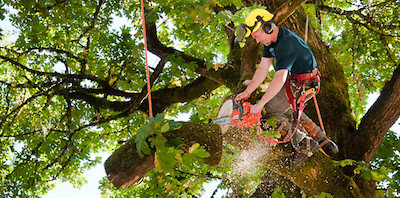 tree trimming in Madison, WI